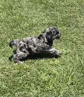 Charlie , a male Bernedoodle for sale in Oxford, AR – 3 of 5