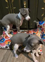 Sammy, a male Italian Greyhound for sale in Nesbit, MS – 2 of 3