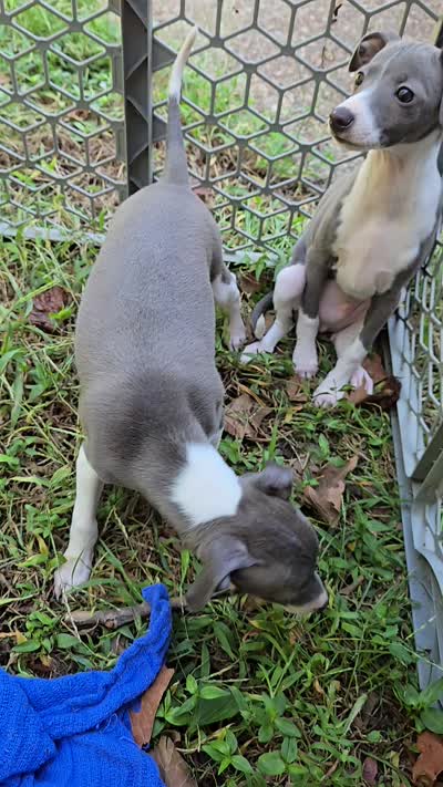 Sammy, a male Italian Greyhound for sale in Nesbit, MS – 3 of 3