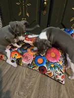 Rancher, a male Italian Greyhound for sale in Nesbit, MS – 2 of 2
