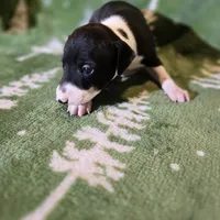 Bonnie, a female Italian Greyhound for sale in Nesbit, MS – Photo 2 of 3