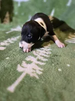 Bonnie, a female Italian Greyhound for sale in Nesbit, MS – Photo 2 of 3