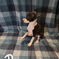 Bonnie, a female Italian Greyhound for sale in Nesbit, MS – Photo 1 of 3