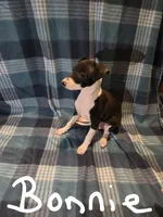 Bonnie, a female Italian Greyhound for sale in Nesbit, MS – Photo 1 of 3