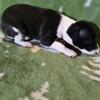 Bonnie, a female Italian Greyhound for sale in Nesbit, MS – Photo 3 of 3