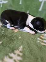 Bonnie, a female Italian Greyhound for sale in Nesbit, MS – Photo 3 of 3