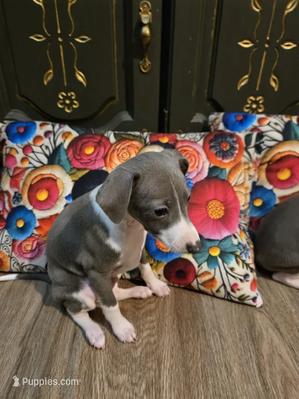 Sammy – Italian Greyhound puppy for sale in Nesbit, MS