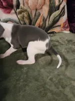 Cowgirl, a female Italian Greyhound for sale in Nesbit, MS – 2 of 2
