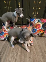 Sammy, a male Italian Greyhound for sale in Nesbit, MS – 2 of 2