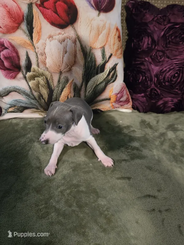 Cowgirl – Italian Greyhound puppy on hold in Nesbit, MS