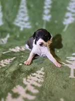 processed/caa2af20-1945-4052-8366-5a67351cab72/listing/9dd96a70-f4dc-4411-b0f7-9694bdaaf0fd/c7ba1c05-f8b1-4ee1-a49c-06e717cfe8f1