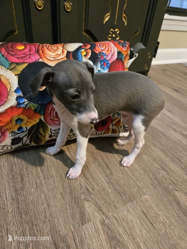 Rancher – Italian Greyhound puppy for sale in Nesbit, MS