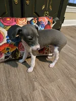 Rancher, a male Italian Greyhound for sale in Nesbit, MS – 1 of 2