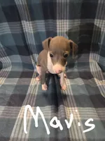 Mavis, a female Italian Greyhound for sale in Nesbit, MS – Photo 1 of 3