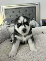 Ghost, a male Siberian Husky for sale in Bayonne, NJ – Photo 1 of 3