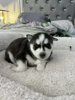 Blaze, a male Siberian Husky for sale in Bayonne, NJ – Photo 1 of 2