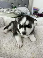 Maya, a female Siberian Husky for sale in Bayonne, NJ – Photo 1 of 3