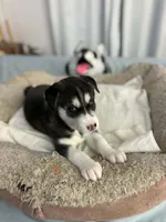 Bella, a female Siberian Husky for sale in Bayonne, NJ – 2 of 6