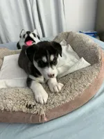 Bella, a female Siberian Husky for sale in Bayonne, NJ – 5 of 6