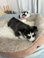 Maya, a female Siberian Husky for sale in Bayonne, NJ – 4 of 6