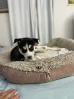 Maya, a female Siberian Husky for sale in Bayonne, NJ – 2 of 6