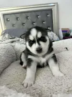 Luna, a female Siberian Husky for sale in Bayonne, NJ – Photo 1 of 2