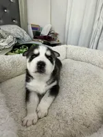 Luna, a female Siberian Husky for sale in Bayonne, NJ – Photo 2 of 2