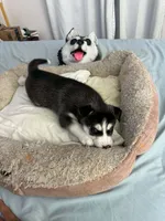 Maya, a female Siberian Husky for sale in Bayonne, NJ – 3 of 6