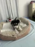 Bella, a female Siberian Husky for sale in Bayonne, NJ – 3 of 6