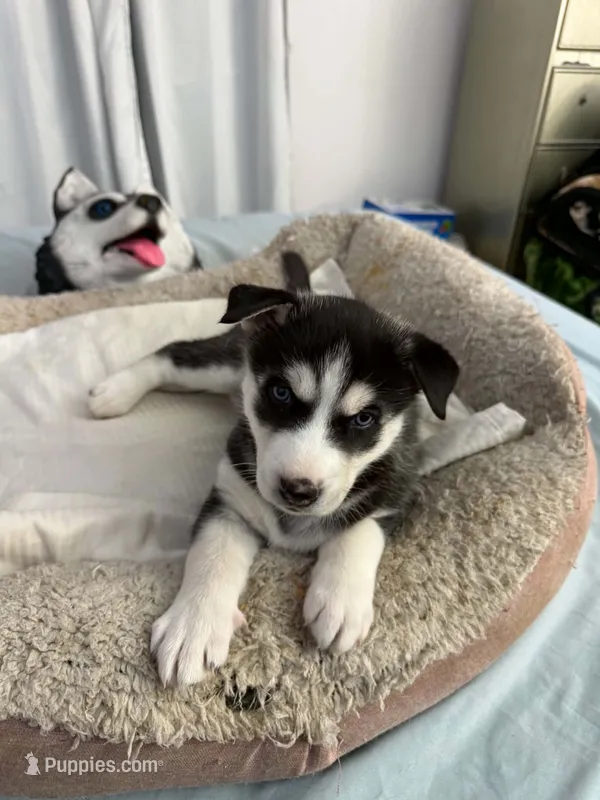Maya – Siberian Husky puppy for sale in Bayonne, NJ