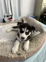 Maya, a female Siberian Husky for sale in Bayonne, NJ – 1 of 6