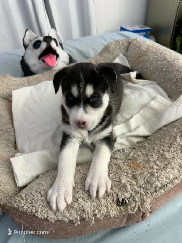 Bella – Siberian Husky puppy for sale in Bayonne, NJ