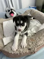 Bella, a female Siberian Husky for sale in Bayonne, NJ – 1 of 6