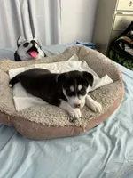 Bella, a female Siberian Husky for sale in Bayonne, NJ – 4 of 6
