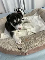 Bella, a female Siberian Husky for sale in Bayonne, NJ – 6 of 6