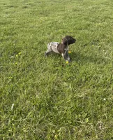Bullet, a male German Shorthaired Pointer for sale in Oxford, OH – Photo 4 of 4