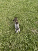 Bullet, a male German Shorthaired Pointer for sale in Oxford, OH – Photo 3 of 4