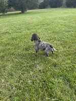 Bullet, a male German Shorthaired Pointer for sale in Oxford, OH – Photo 2 of 4