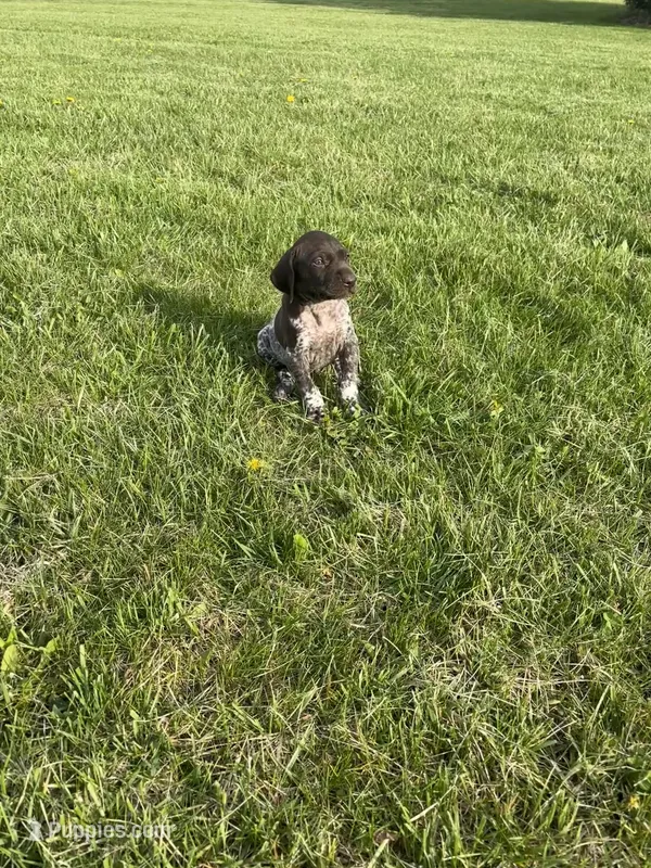 Bullet – German Shorthaired Pointer puppy for sale in Oxford, OH