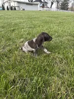 Tracker, a male German Shorthaired Pointer for sale in Oxford, OH – Photo 2 of 4