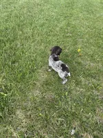 Tracker, a male German Shorthaired Pointer for sale in Oxford, OH – Photo 4 of 4