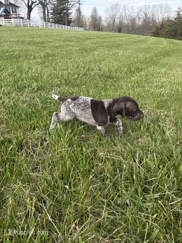 Tracker – German Shorthaired Pointer puppy for sale in Oxford, OH