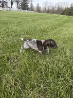Tracker, a male German Shorthaired Pointer for sale in Oxford, OH – Photo 1 of 4