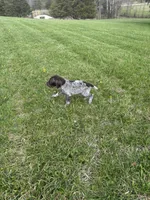 Tracker, a male German Shorthaired Pointer for sale in Oxford, OH – Photo 3 of 4