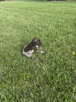 Ranger, a male German Shorthaired Pointer for sale in Oxford, OH – Photo 4 of 4