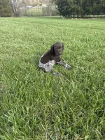 Ranger, a male German Shorthaired Pointer for sale in Oxford, OH – Photo 3 of 4