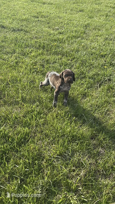 Ranger – German Shorthaired Pointer puppy for sale in Oxford, OH