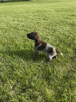 Ranger, a male German Shorthaired Pointer for sale in Oxford, OH – Photo 2 of 4