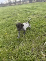 Piper, a female German Shorthaired Pointer for sale in Oxford, OH – Photo 3 of 4