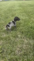 Piper, a female German Shorthaired Pointer for sale in Oxford, OH – Photo 2 of 4